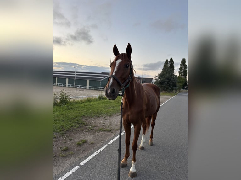Trotteur français Hongre 5 Ans 167 cm Alezan in Hoek van Holland