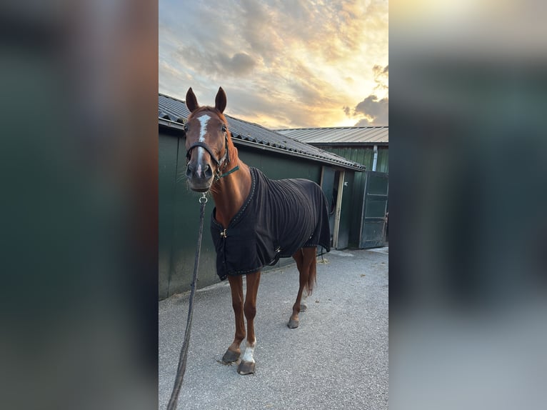 Trotteur français Hongre 5 Ans 167 cm Alezan in Hoek van Holland