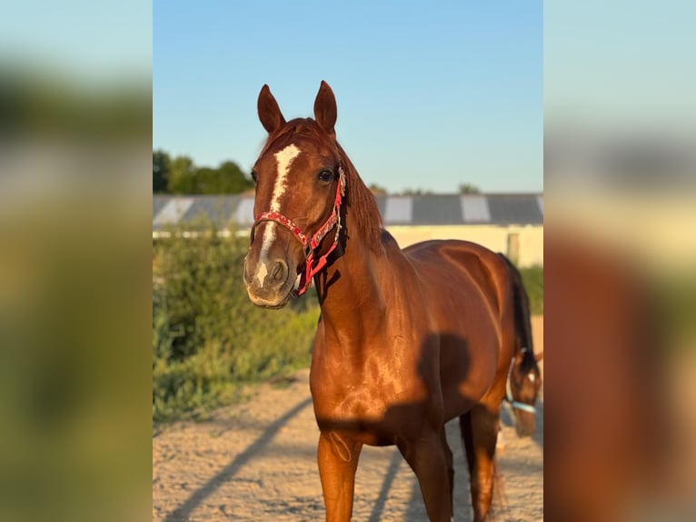 Trotteur français Hongre 5 Ans 167 cm Alezan in Hoek van Holland