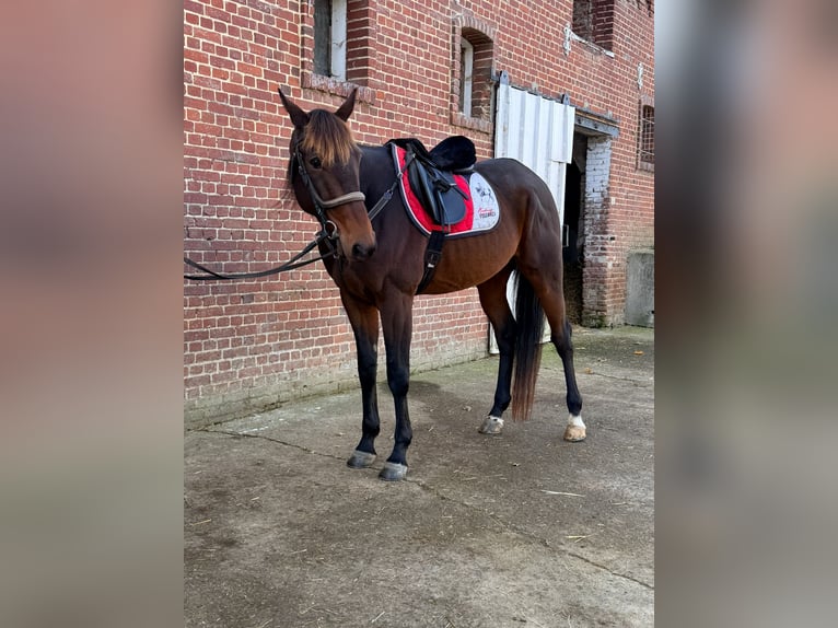 Trotteur français Hongre 5 Ans 169 cm Bai brun foncé in Epenancourt