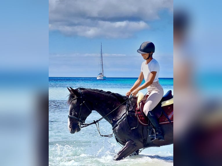 Trotteur français Hongre 5 Ans 169 cm Noir in Ciutadella De Menorca