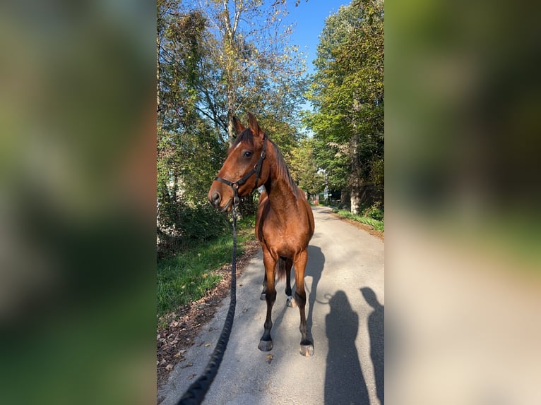 Trotteur français Hongre 5 Ans 172 cm Bai in Meylan