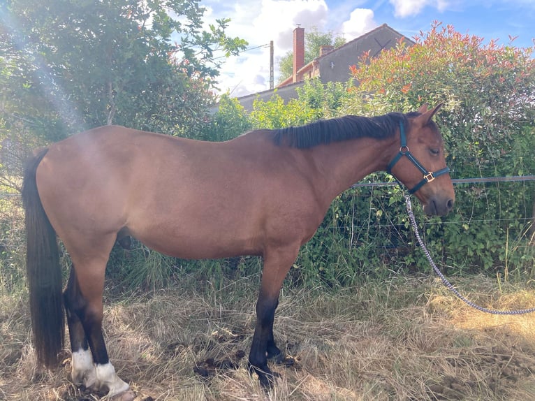 Trotteur français Hongre 6 Ans 155 cm Bai in Chauché