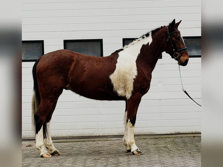 Trotteur français Hongre 6 Ans 158 cm Pinto in Someren