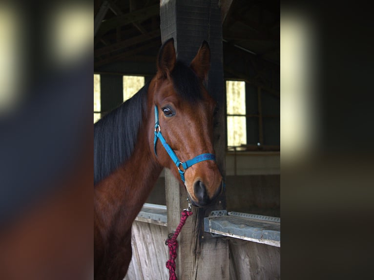 Trotteur français Hongre 6 Ans 165 cm Bai in Saint-Pol-sur-Ternoise