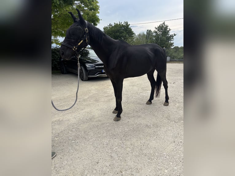 Trotteur français Hongre 6 Ans 165 cm Noir in Saint-Brice