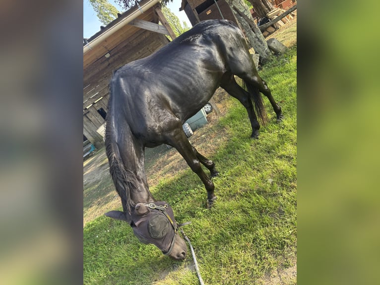 Trotteur français Hongre 6 Ans 165 cm Noir in Saint-Brice