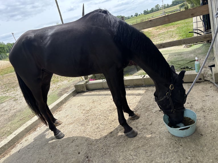 Trotteur français Hongre 6 Ans 165 cm Noir in Saint-Brice