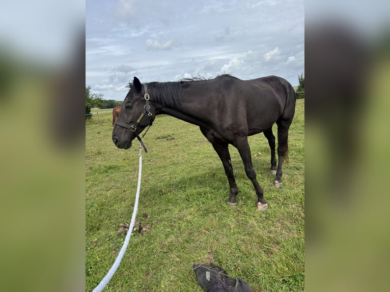 Trotteur français Hongre 6 Ans 165 cm Noir in Saint-Brice