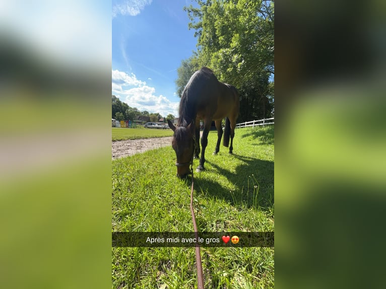 Trotteur français Hongre 7 Ans 163 cm Bai in Villecresnes