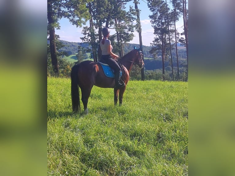 Trotteur français Hongre 7 Ans 165 cm Bai in Kirnitzschtal Trotteur français Hongre 7 Ans 165 cm Bai in Kirnitzschtal