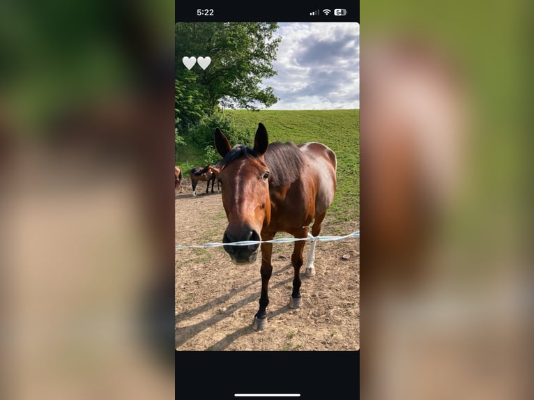 Trotteur français Hongre 7 Ans 165 cm Bai in Kirnitzschtal Trotteur français Hongre 7 Ans 165 cm Bai in Kirnitzschtal