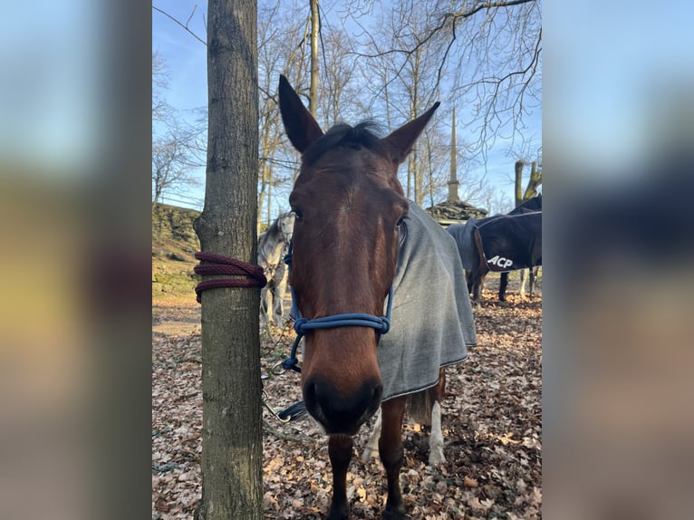 Trotteur français Hongre 7 Ans 165 cm Bai in Kirnitzschtal Trotteur français Hongre 7 Ans 165 cm Bai in Kirnitzschtal