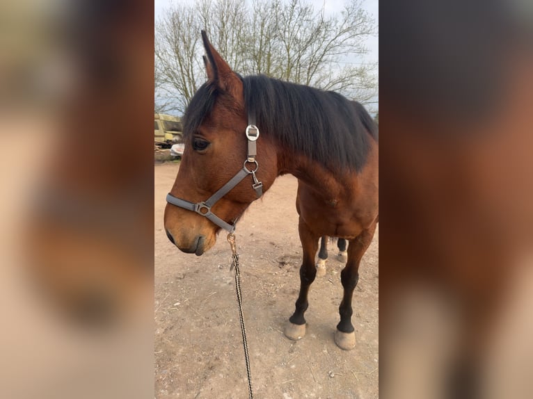 Trotteur français Hongre 7 Ans 172 cm Bai in Mehlingen