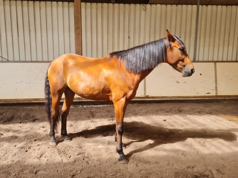 Trotteur français Hongre 8 Ans 158 cm Bai in Weyhe