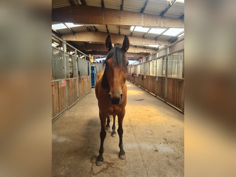 Trotteur français Hongre 8 Ans 158 cm Bai in Weyhe