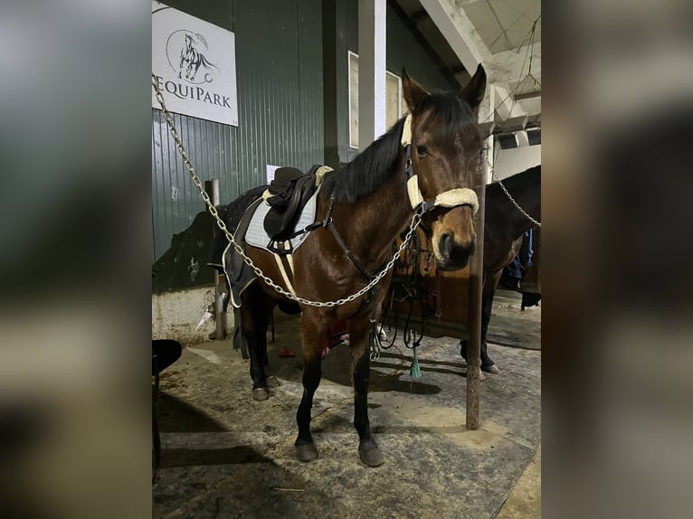 Trotteur français Hongre 8 Ans 167 cm Bai cerise in Berceni
