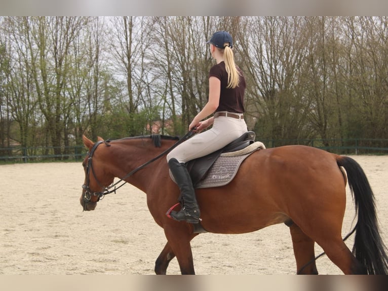 Trotteur français Hongre 8 Ans 168 cm Bai in Dachau