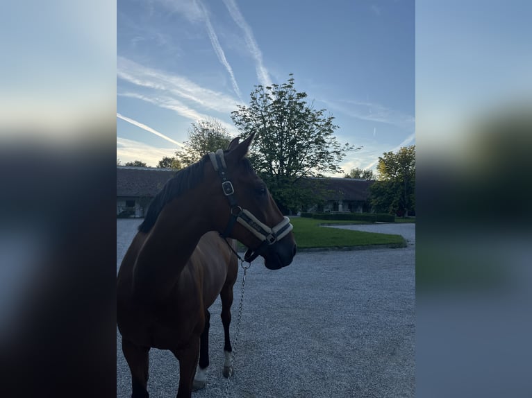 Trotteur français Hongre 8 Ans 168 cm Bai in Odelzhausen