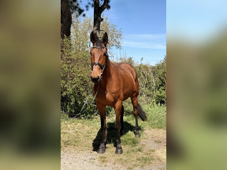 Trotteur français Hongre 8 Ans 170 cm Bai in Pelmberg