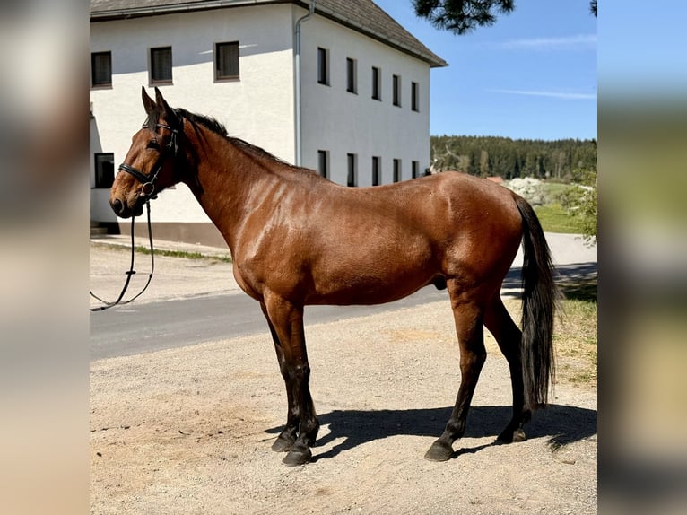 Trotteur français Hongre 8 Ans 170 cm Bai in Pelmberg
