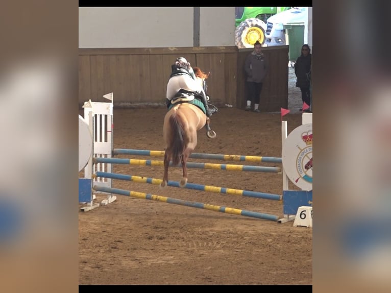 Trotteur français Hongre 8 Ans 172 cm Alezan in Miengo