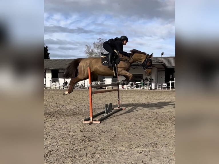 Trotteur français Hongre 8 Ans 172 cm Alezan in Miengo