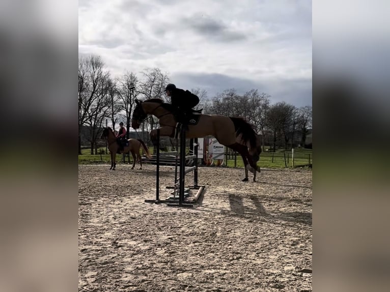 Trotteur français Hongre 8 Ans 172 cm Alezan in Miengo