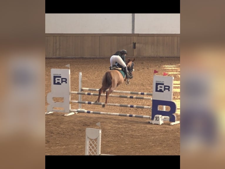 Trotteur français Hongre 8 Ans 172 cm Alezan in Miengo