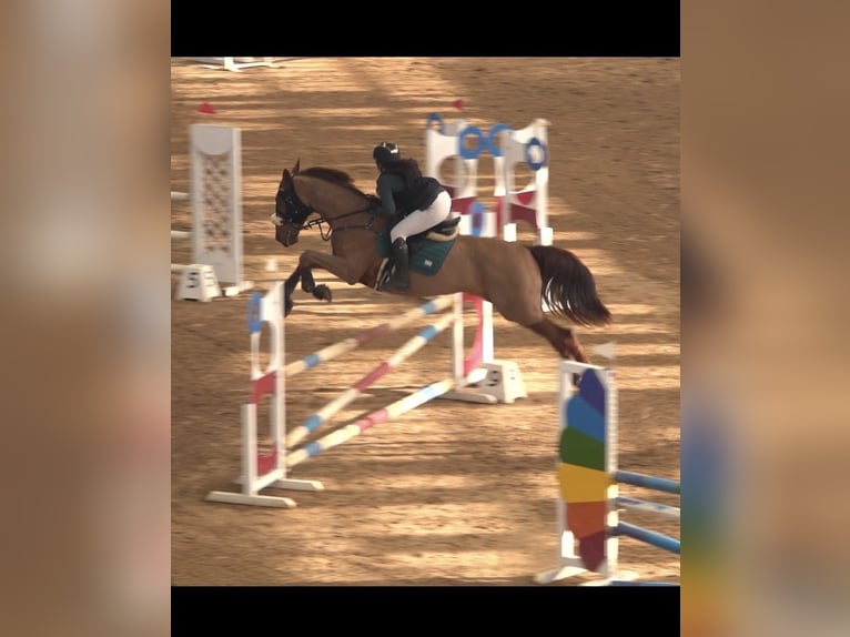 Trotteur français Hongre 8 Ans 172 cm Alezan in Miengo