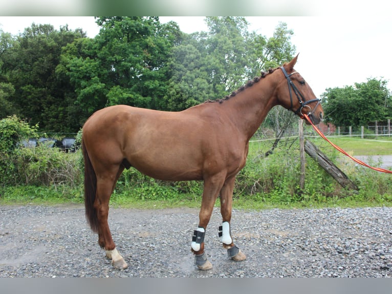 Trotteur français Hongre 8 Ans 172 cm Alezan in Santander