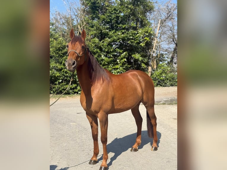 Trotteur français Hongre 8 Ans Alezan in Mägenwil