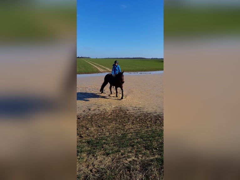Trotteur français Hongre 9 Ans 155 cm Bai in Bompas