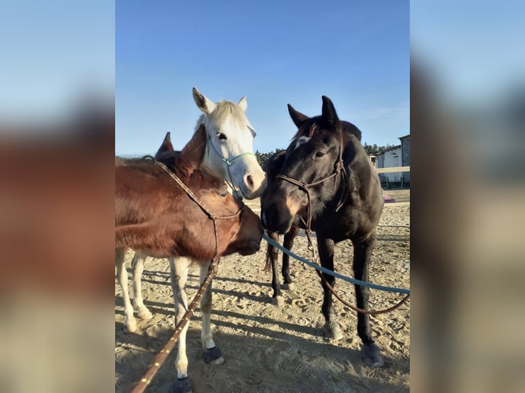 Trotteur français Hongre 9 Ans 155 cm Bai in Bompas