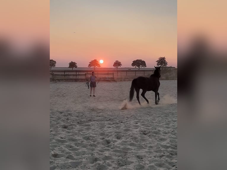 Trotteur français Hongre 9 Ans 155 cm Bai in Bompas