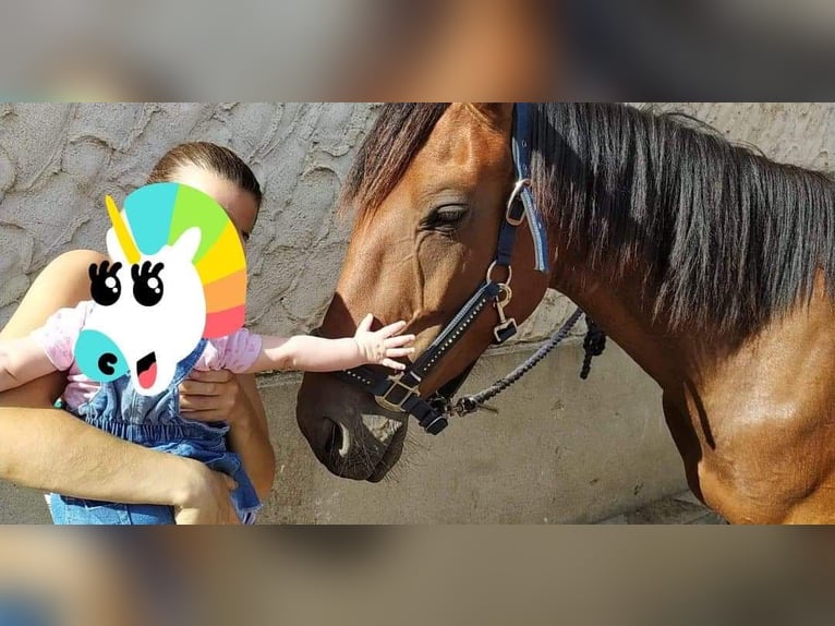 Trotteur français Hongre 9 Ans 155 cm Bai in Bompas