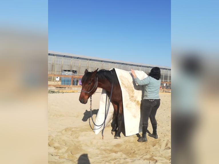 Trotteur français Hongre 9 Ans 155 cm Bai in Bompas