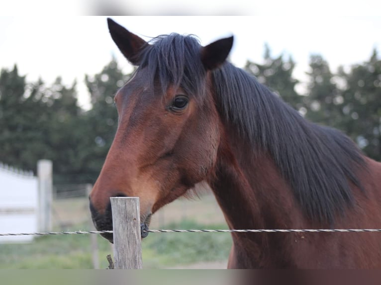 Trotteur français Hongre 9 Ans 155 cm Bai in Bompas