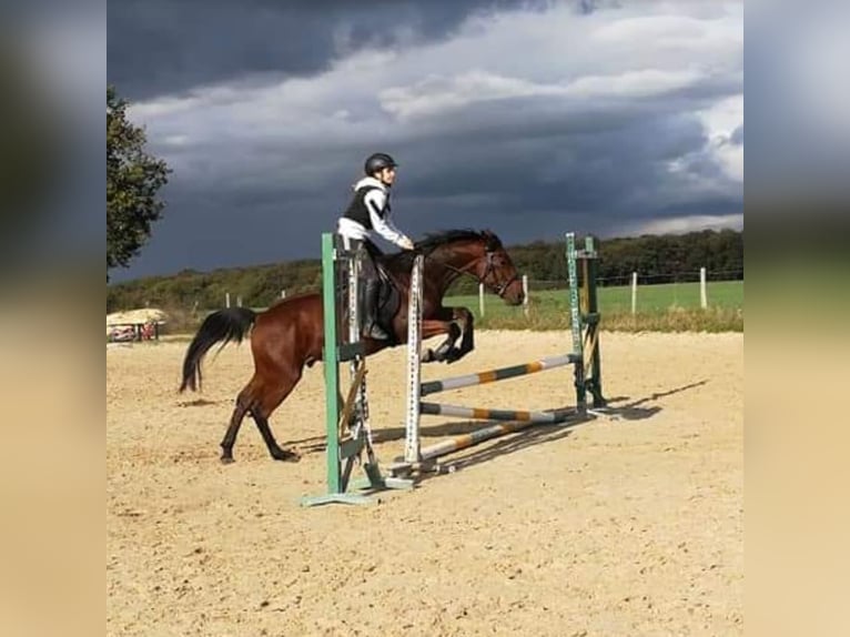Trotteur français Hongre 9 Ans 155 cm Bai in Bompas