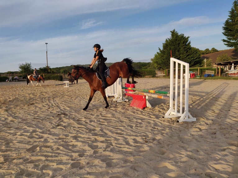 Trotteur français Hongre 9 Ans 155 cm Bai in Bompas