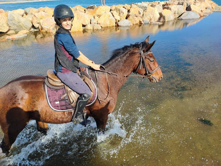 Trotteur français Hongre 9 Ans 155 cm Bai in Bompas
