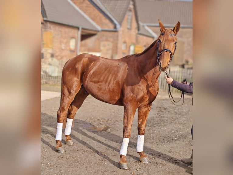 Trotteur français Hongre 9 Ans 158 cm Alezan in Moers