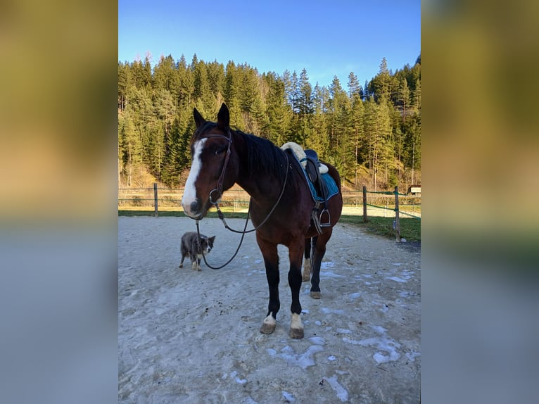 Trotteur français Hongre 9 Ans 158 cm Bai in St. Aegyd