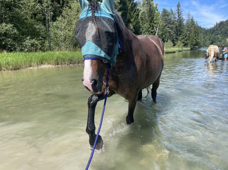 Trotteur français Hongre 9 Ans 162 cm Bai in Landsberg am Lech