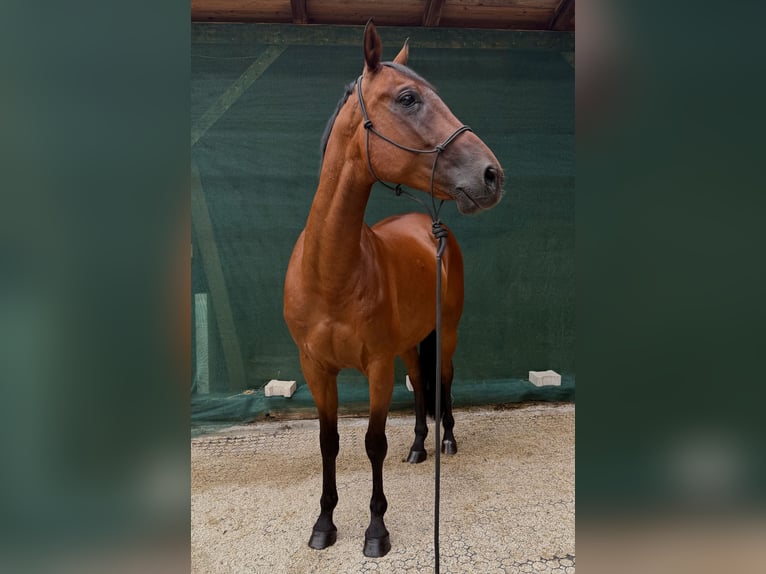Trotteur français Hongre 9 Ans 163 cm Bai in Oberviechtach
