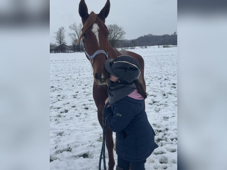 Trotteur français Hongre 9 Ans 168 cm Alezan in Bruckmühl