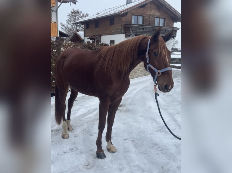 Trotteur français Hongre 9 Ans 168 cm Alezan in Bruckmühl