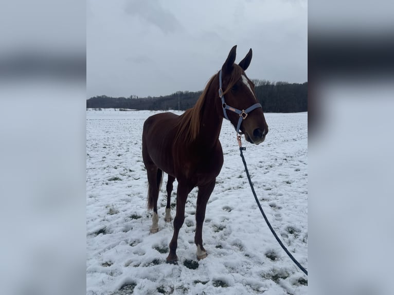 Trotteur français Hongre 9 Ans 168 cm Alezan in Bruckmühl
