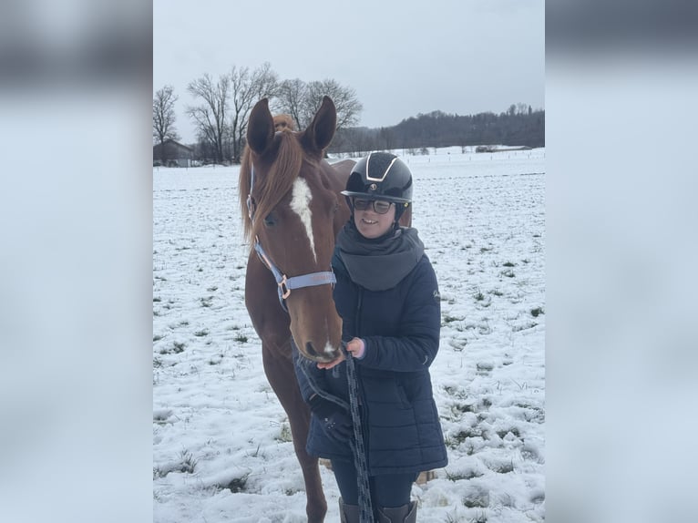 Trotteur français Hongre 9 Ans 168 cm Alezan in Bruckmühl