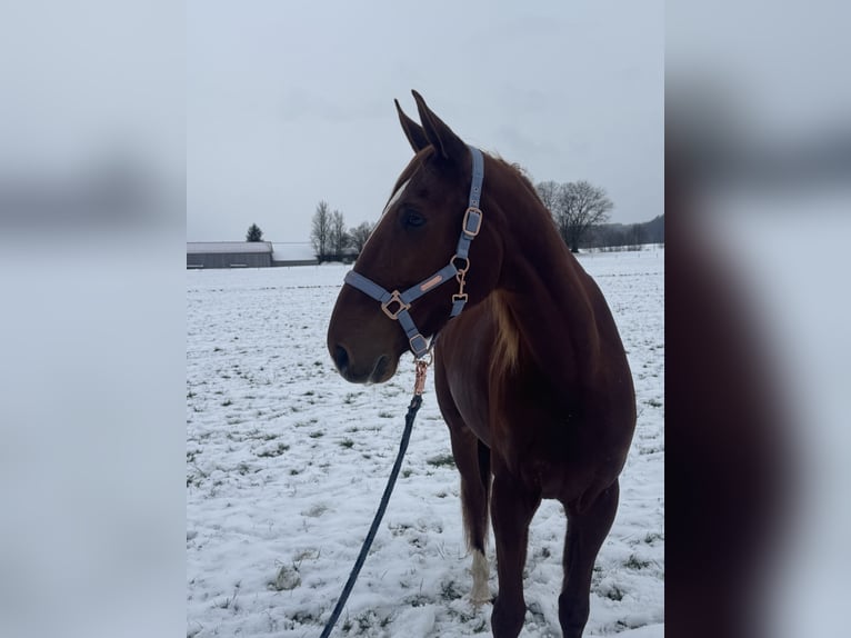 Trotteur français Hongre 9 Ans 168 cm Alezan in Bruckmühl